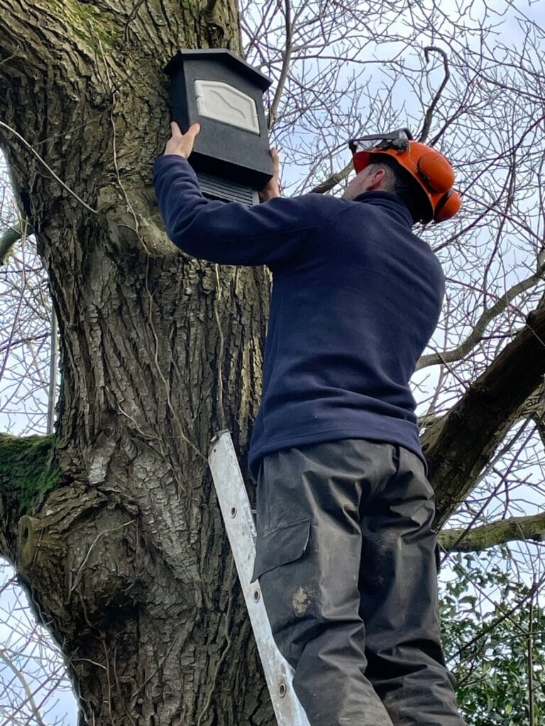 tree surgeon installing bat box on golf club in bristol